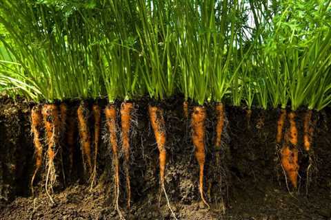 How To Grow Carrots