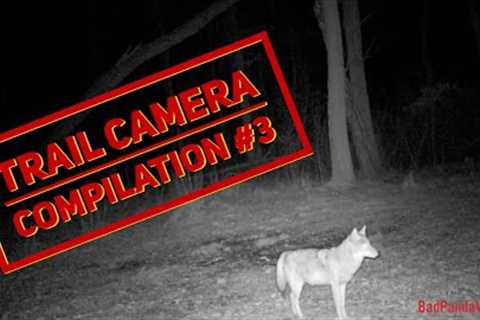 Trail camera compilation #3