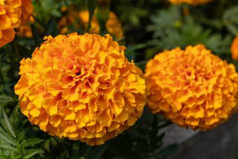 How To Plant and Care for Marigold Seeds