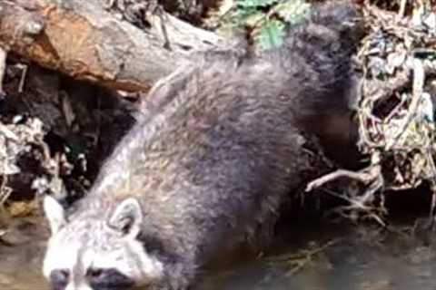Trail Camera Pick-Up (04/01/22)