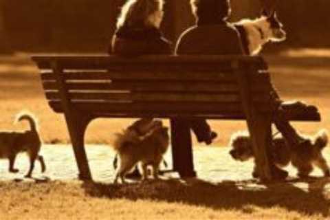 Oh Crap Lets Talk About Dog Poop And Our Planet