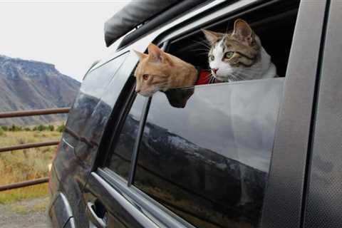 Pet Friendly RV Rental Companies