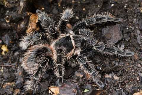 Do Tarantulas Eat Mice?