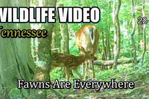 Narrated Wildlife Video 22-26 from Trail Cameras in the Tennessee Foothills of the Smoky Mountains
