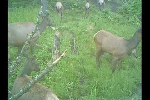 Trail Camera June 26, 2022