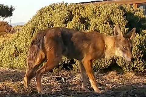 TrailCam Weekly Digest - June Part 4-  2022