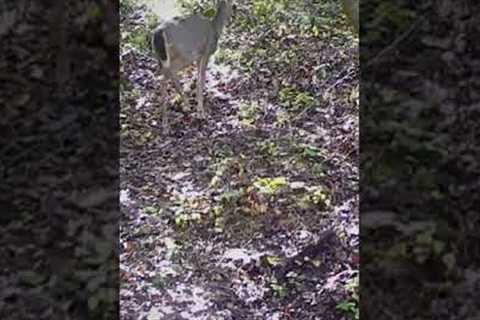 Deer with arrow sticking through it caught on Trail game camera Injured