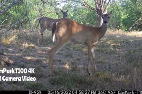 -CamPark T100 4K Trail Camera Video May 8-22, 2022
