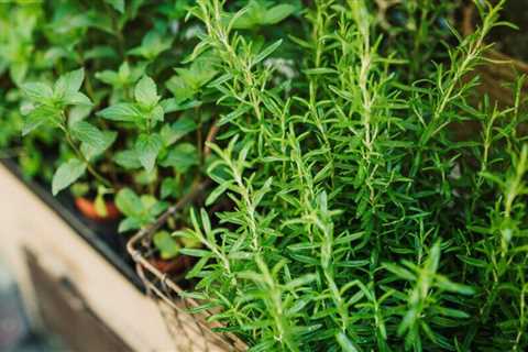 How To Grow Rosemary