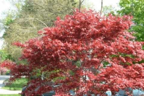 10 Types of Japanese Maples