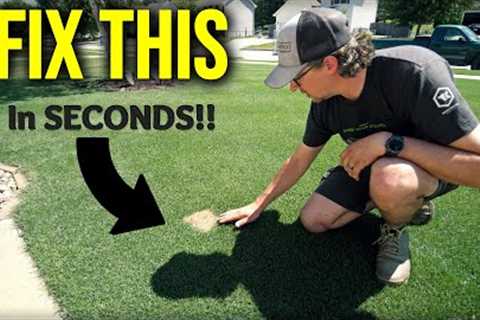 EASY FIX For Dead Spots In The Lawn