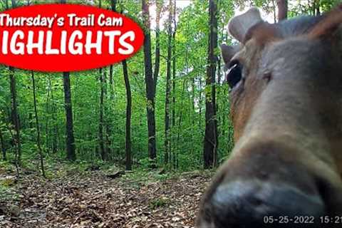 A scary camera, tick on buck's face, and a bobcat!  Thursday's Trail Cam Highlights: 6.30.22