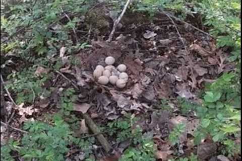 TURKEY NEST TRAIL CAMERA (Will this nest survive??) and SHOUT-OUT #pineylife #turkeyhunting #morels