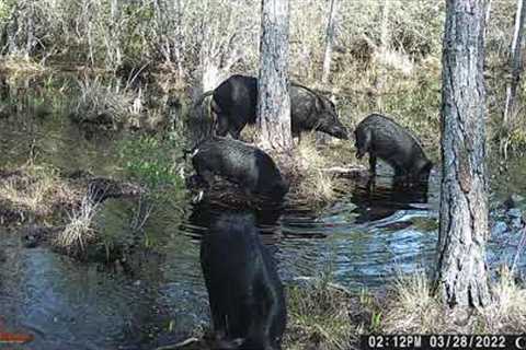 Trail-Camera Oddities 2022