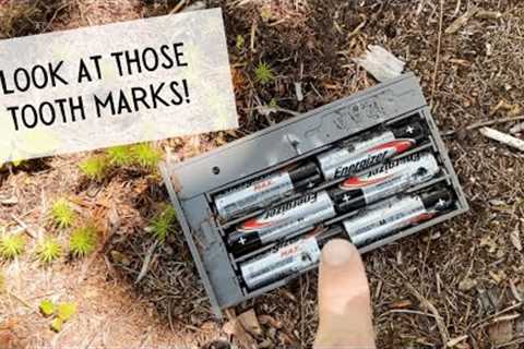 My Trail Camera Was Attacked | Homesteading Here We Come | Episode 5