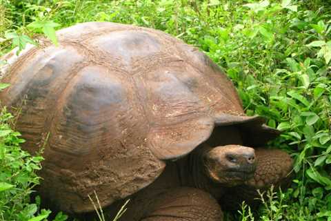 CSF Leak Update: Learning to be the Tortoise, Not the Hare