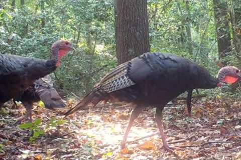 Compilation - 2021 - Two Months Of Trail Camera Videos - wild turkeys, bucks - Aug 1 - Sept 30