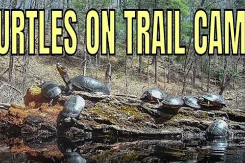 TRAIL CAM FOOTAGE OF TURTLES