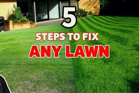 How to get the BEST lawn this year | And see the results (BEFORE and AFTER)