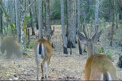 Trail Camera A Zone July, 2022