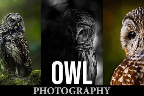 Wildlife Photography | Barred Owls | Trail Camera Vlog