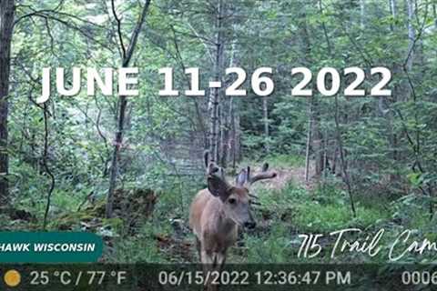 June 11-26 2022 Tomahawk Wisconsin Trail Cam Videos
