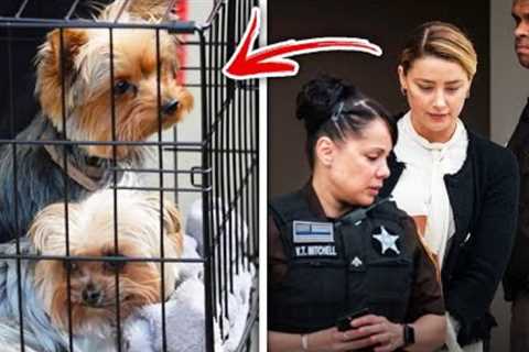 Top 10 Reasons Why Amber Heard Could Face Prison Time In Australia
