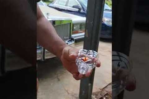 how to kill flies outside for free using household items