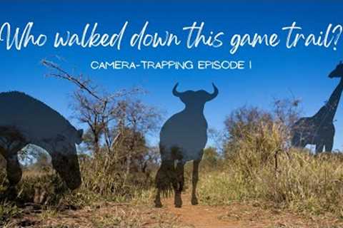 ALL THE ANIMALS that walked past my trail camera in June in the Hoedspruit Wildlife Estate!