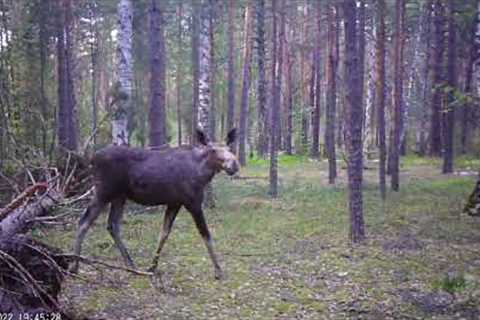 TRAIL CAMERA IN THE WILD FOREST: Wild Boars, Moose, Hare