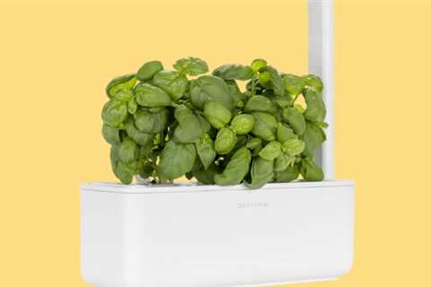 My ‘Black Thumb’ Meant My Herb Garden Dreams Were Crushed Until I Found This Genius Self-Watering..