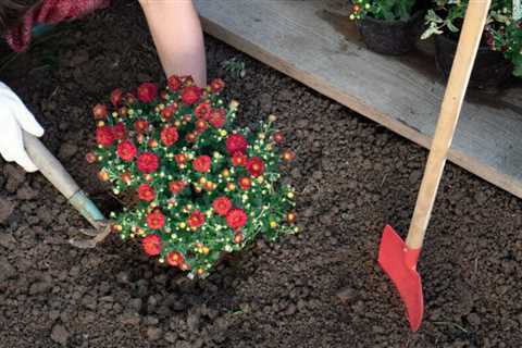 Are Mums Perennials?