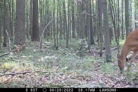 Michigan Trail Camera Critters 070422