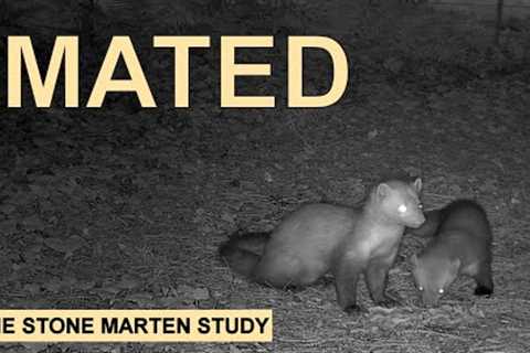 Hook and Shorty mated   (Stone marten family/Steinmarder/Husmår)