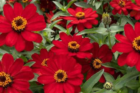 10 Best Flowers That Bloom All Summer