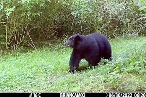 July trail cam movie