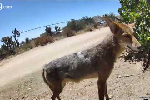 Back Road Trail Camera (young coyote)
