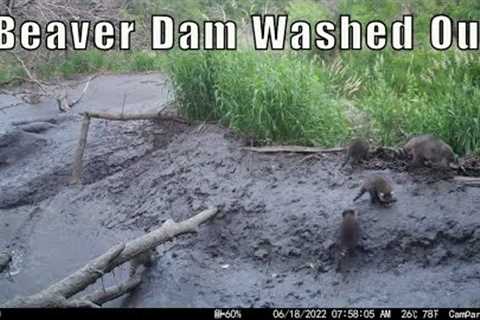 2022 Trail Cam Videos Vol  1 (late December 2021 to June 2022)
