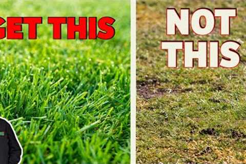 Beginners guide to getting a lawn renovation right