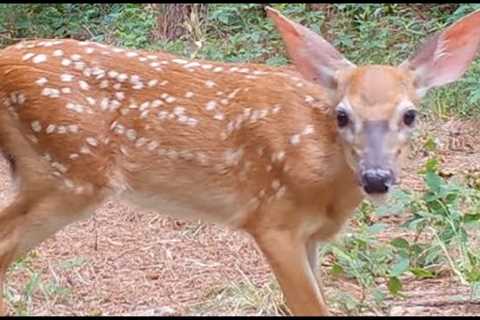 Trail Cam Pick Up (7-8-22)