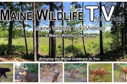 Bear/Coyotes chasing Deer/Fawn/Turkey Poults/Bobcat/Maine Wildlife Trail Video/Trail Cam/