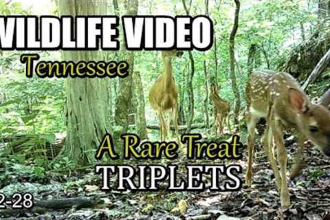 Narrated Wildlife Video 22-28 from Trail Cameras in the Tennessee Foothills of the Smoky Mountains
