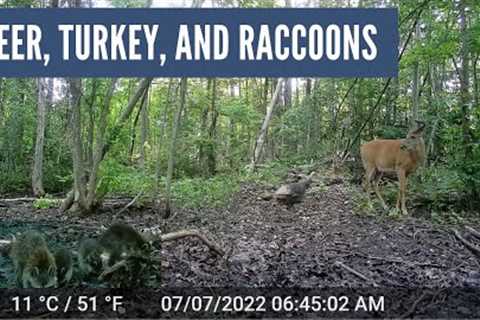 One Week at a Vernal Pool: Part 4 (Trail Cam Videos)
