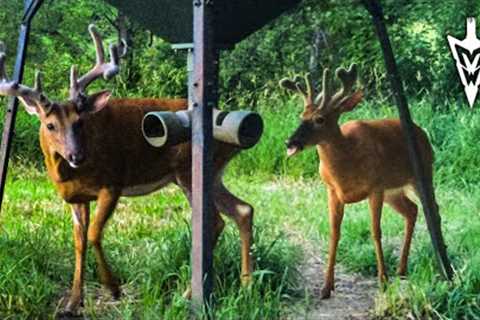 The Best Summer Trail Camera Strategies | Midwest Whitetail
