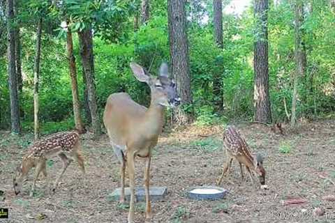 baby deer with mom trail cam video