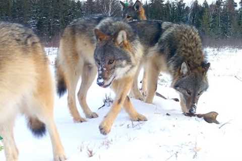 Large wolf pack in remote forest of northern Minnesota