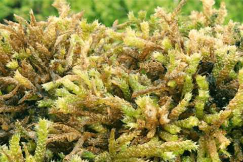 8 Types of Moss To Grow in Your Yard