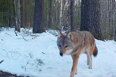 Winter Trail Cam Videos