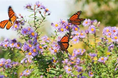 10 Gorgeous Fall Flowers