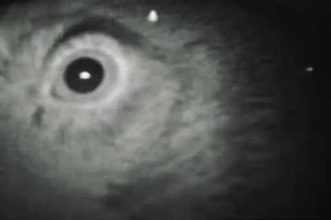 PREDATOR STARES AT TRAIL-CAM, SHOWS ITSELF!